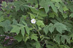 Whiteflower leafcup